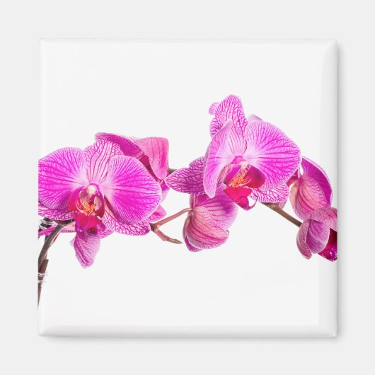 Orchid Magnet (Vorne)