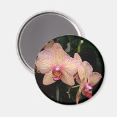 Orchid Magnet (Vorderseite/Rückseite)