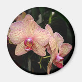 Orchid Magnet (Vorne)