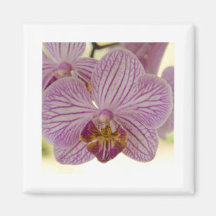 Orchid Magnet