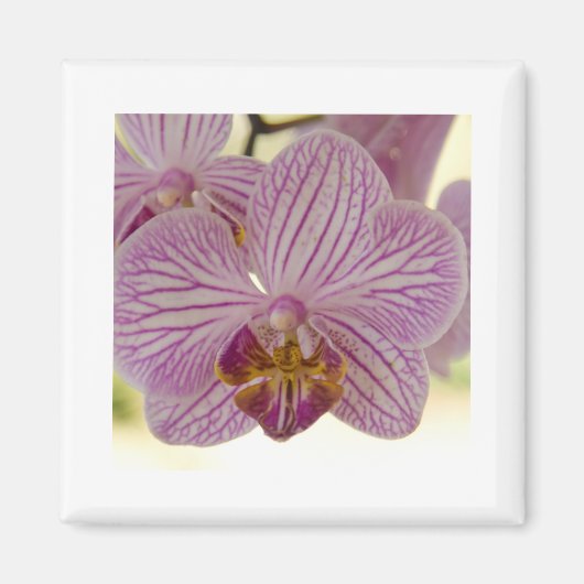 Orchid Magnet (Vorne)