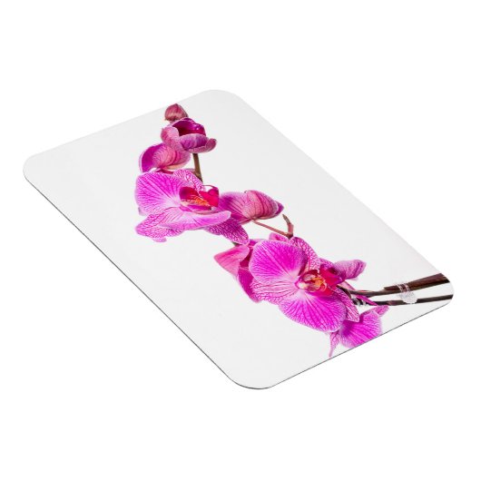 Orchid Magnet (Rechte Seite)