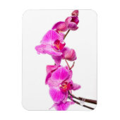 Orchid Magnet (Vertikal)
