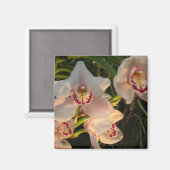 Orchid Magnet (Vorderseite/Rückseite)