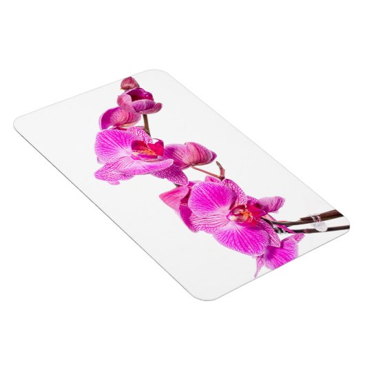 Orchid Magnet (Rechte Seite)
