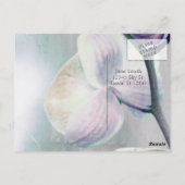 Orchid-Malerei Postkarte (Rückseite)