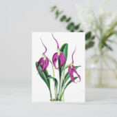 Orchid Masdevallia Harryana Postkarte (Stehend Vorderseite)