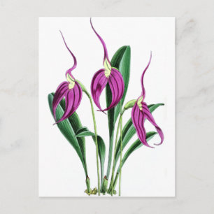 Orchid Masdevallia Harryana Postkarte