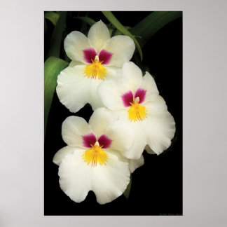 Orchid - Miltoniopsis - Die drei Amigos Poster