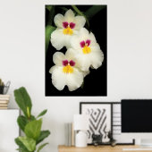 Orchid - Miltoniopsis - Die drei Amigos Poster (Heimbüro)