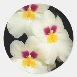 Orchid - Miltoniopsis - Die drei Amigos Runder Aufkleber