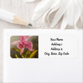 Orchid mit zwei Hummingbirds Heade (Insitu)