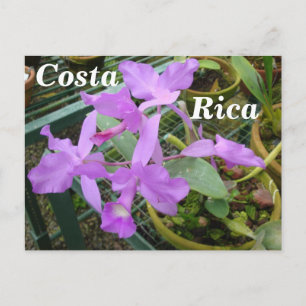 Orchid — Nationale Blume Costa Ricas Postkarte