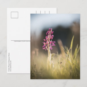 Orchid Nature Foto Postkarte
