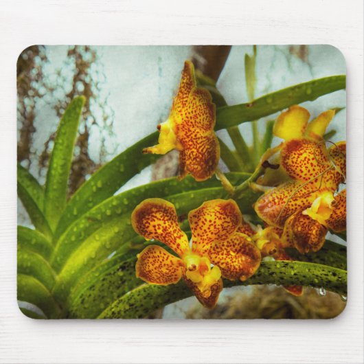 Orchid - Oncidium - gereift Mousepad (Vorne)