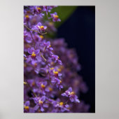 Orchid Oncidium Twinkle Poster (Vorne)