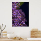 Orchid Oncidium Twinkle Poster (Küche)