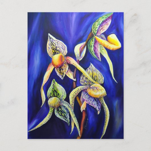 Orchid Paphiopedilum Lady's Slipper Postkarte (Vorderseite)