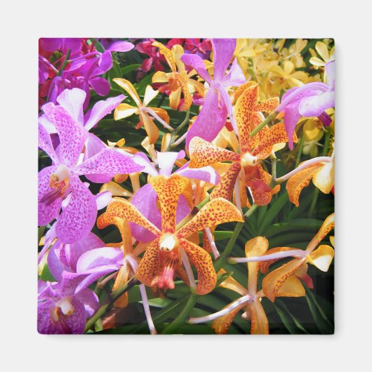 Orchid-Party Magnet (Vorne)
