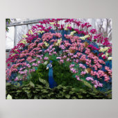 Orchid Peacock Poster (Vorne)