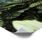 Orchid Peacock Poster (Ecke)