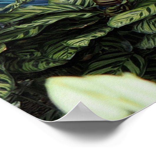 Orchid Peacock Poster (Ecke)