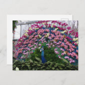 Orchid Peacock Postkarte (Vorne/Hinten)