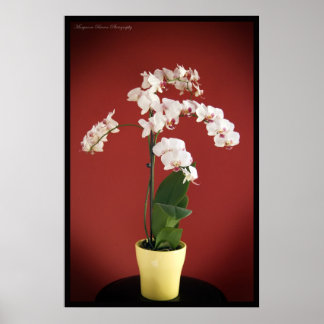 Orchid-Pflanze Poster