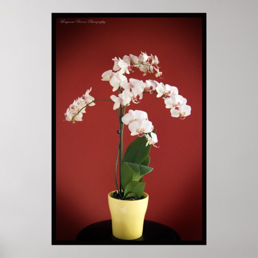 Orchid-Pflanze Poster (Vorne)