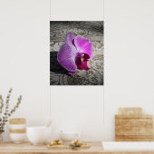 Orchid Phalae Graphic Print -20x24 - oder kleiner Poster (Küche)