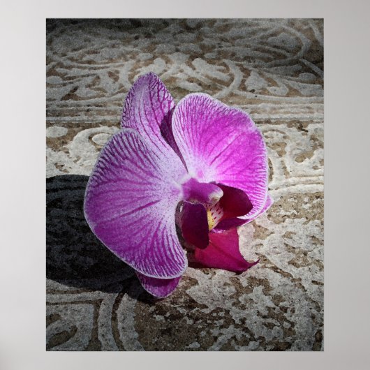 Orchid Phalae Graphic Print -20x24 - oder kleiner Poster (Vorne)
