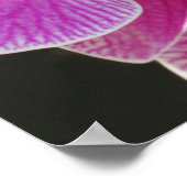 Orchid Phalaenopsis Cluster Poster -36x24 (Ecke)