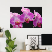 Orchid Phalaenopsis Cluster Poster -36x24 (Heimbüro)