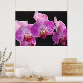 Orchid Phalaenopsis Cluster Poster -36x24 (Küche)