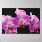 Orchid Phalaenopsis Cluster Poster -36x24 (Vorne)