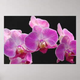 Orchid Phalaenopsis Cluster Poster -36x24