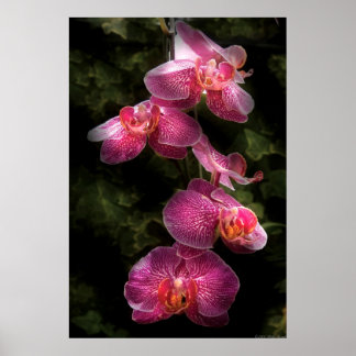 Orchid - Phalaenopsis - der Cluster Poster