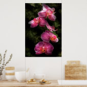 Orchid - Phalaenopsis - der Cluster Poster (Küche)