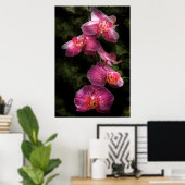Orchid - Phalaenopsis - der Cluster Poster (Heimbüro)