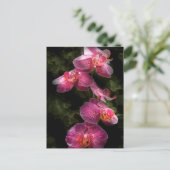Orchid - Phalaenopsis - der Cluster Postkarte (Stehend Vorderseite)