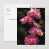 Orchid - Phalaenopsis - der Cluster Postkarte (Vorne/Hinten)