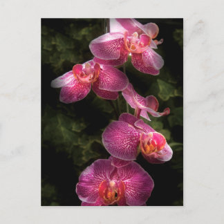 Orchid - Phalaenopsis - der Cluster Postkarte
