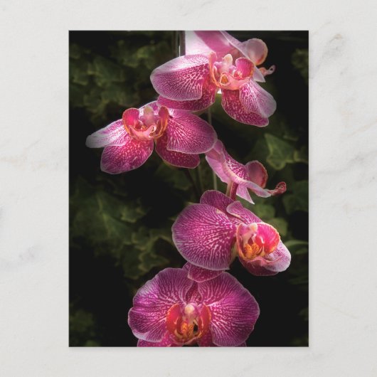 Orchid - Phalaenopsis - der Cluster Postkarte (Vorderseite)