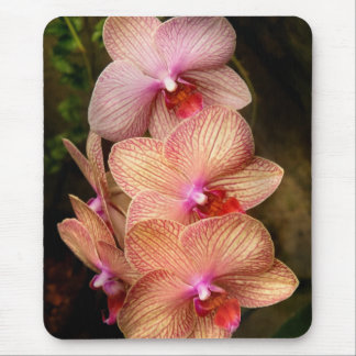 Orchid - Phalaenopsis - Ein Set von Schönheiten Mousepad