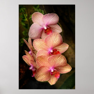 Orchid - Phalaenopsis - Ein Set von Schönheiten Poster