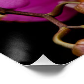 Orchid - Phalaenopsis - geflicktes Rosa Poster (Ecke)