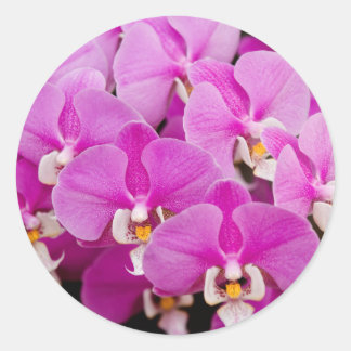 Orchid - Phalaenopsis - geflicktes Rosa Runder Aufkleber