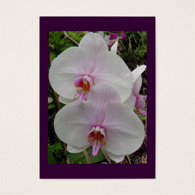 Orchid - Pink Blossom (Kolossians 2:3) (Vorderseite)