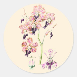 Orchid Pink lila Vintage botanische Abbildung Runder Aufkleber