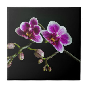 Orchid pinkfarbene weiße Farbe auf schwarz blass s Fliese